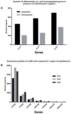 Cellular Response to Ciprofloxacin in Low-Level Quinolone-Resistant Escherichia coli